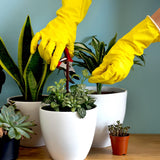 Person wearing reusable dishwashing gloves clipping plants in indoor pots with vibrant greenery.